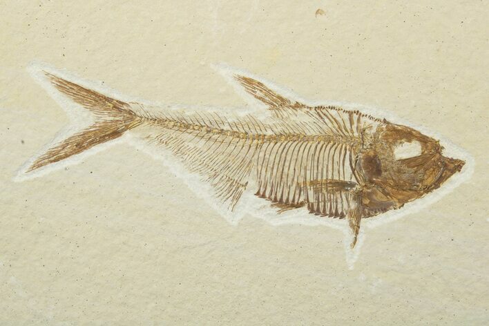 Fossil Fish (Diplomystus) - Wyoming #240360